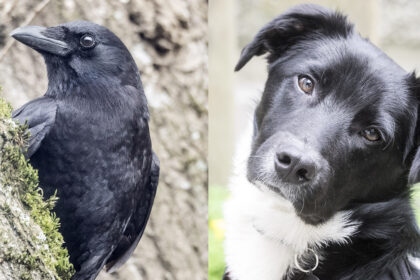 Crows and Dogs Playing Significant roles in Movies