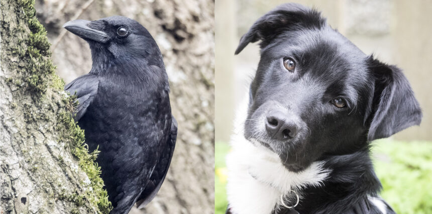Crows and Dogs Playing Significant roles in Movies